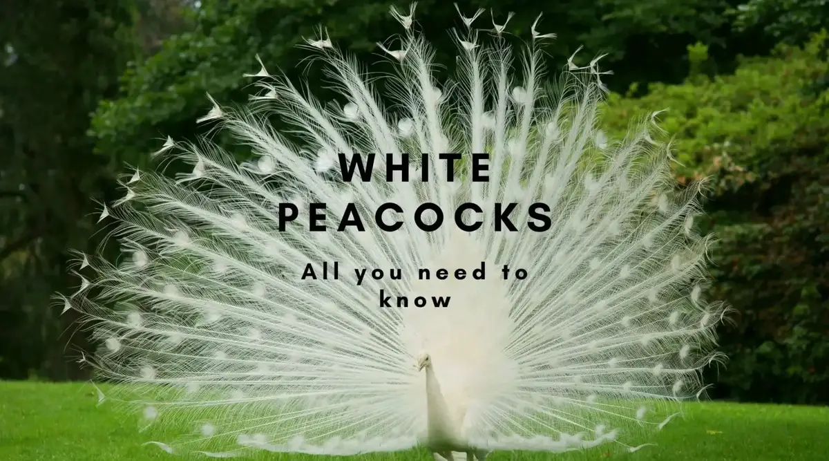 White Peacocks: Unveiling the History and Evolution of this Proto-Animal