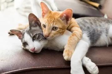6 Most affectionate animals towards humans - Proto Animal