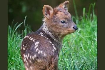 Top 5 most beautiful deer breeds in the world - Proto Animal