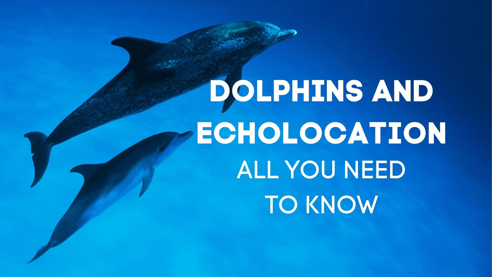 do-dolphins-have-echolocation-all-you-need-to-know-proto-animal