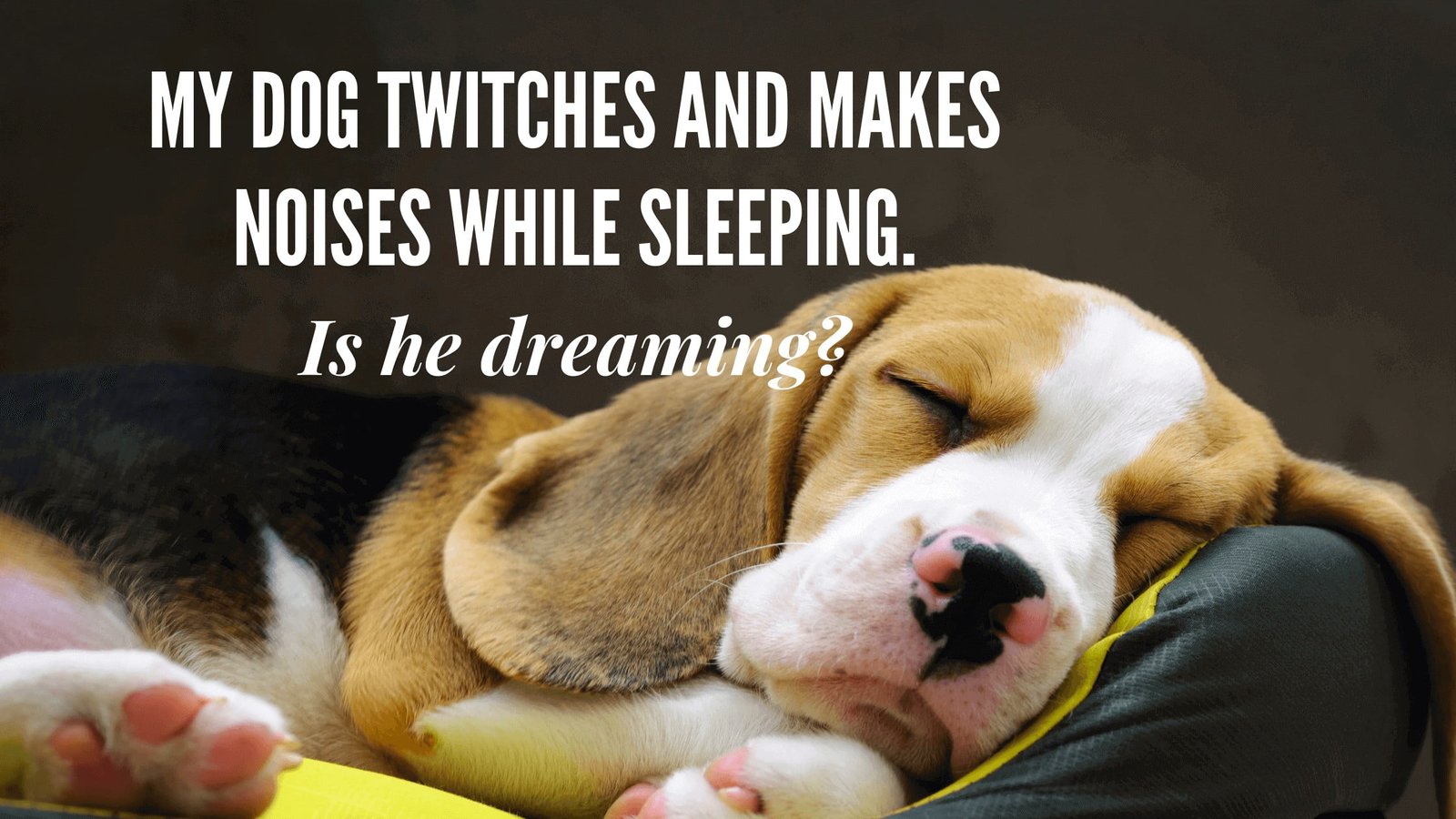 dog-twitching-while-sleeping-are-they-dreaming-proto-animal