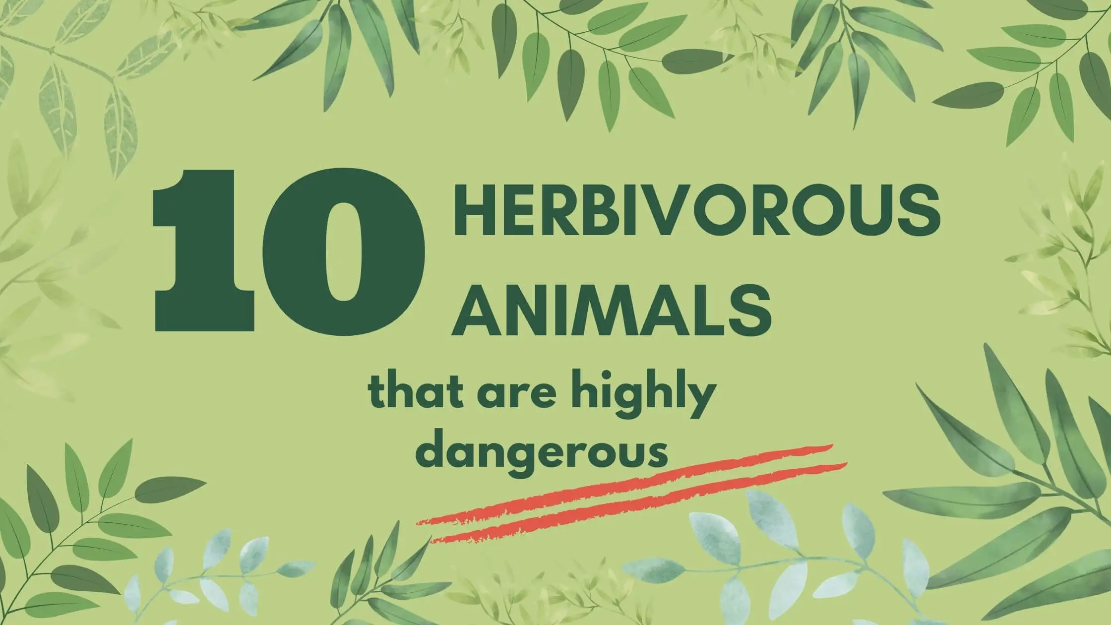 10 Herbivorous animals that are highly dangerous - Proto Animal