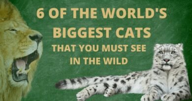 the world's biggest cats