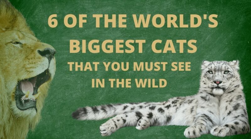 the world's biggest cats