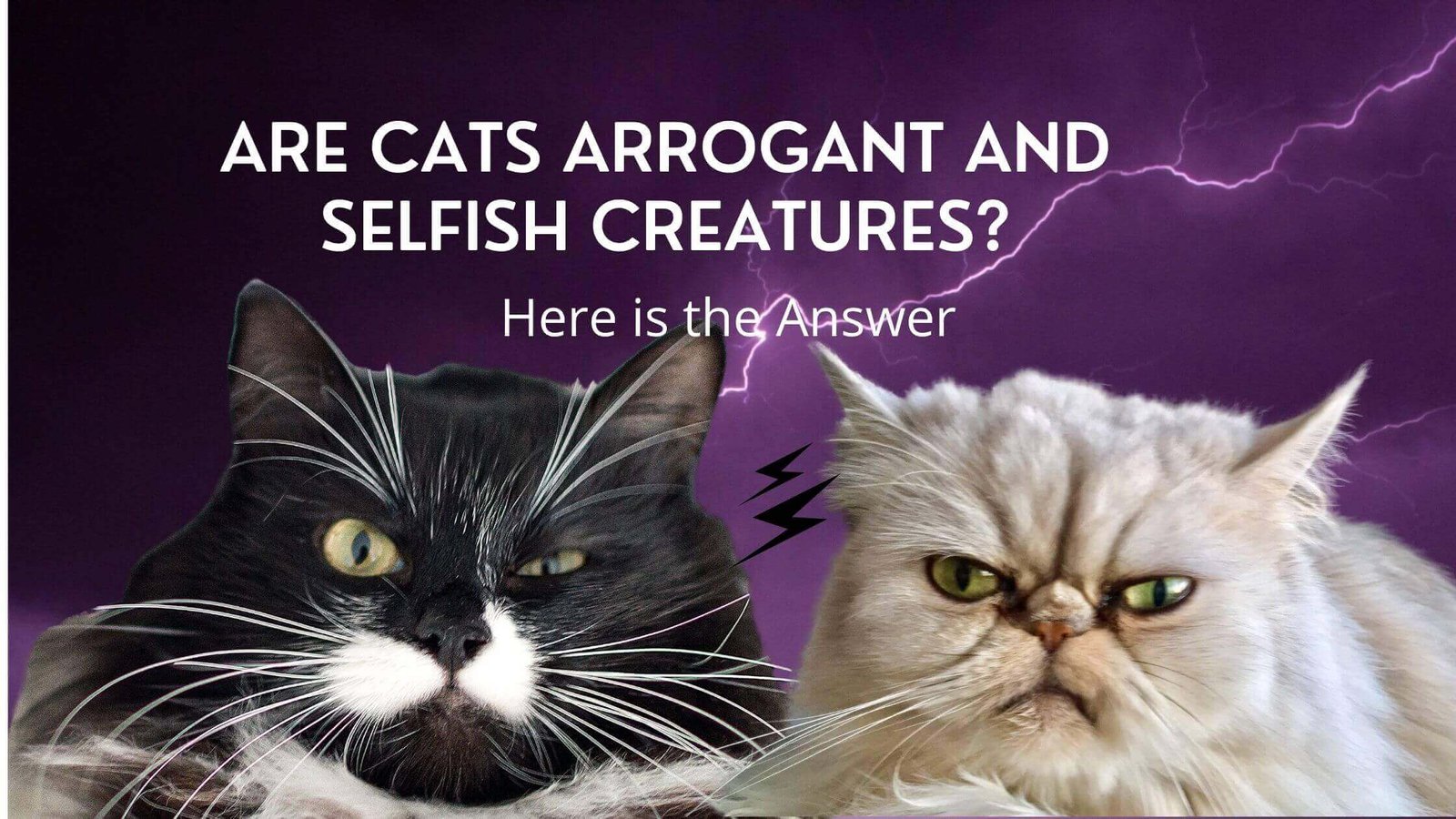 are-cats-arrogant-and-selfish-creatures-here-is-the-answer-proto-animal