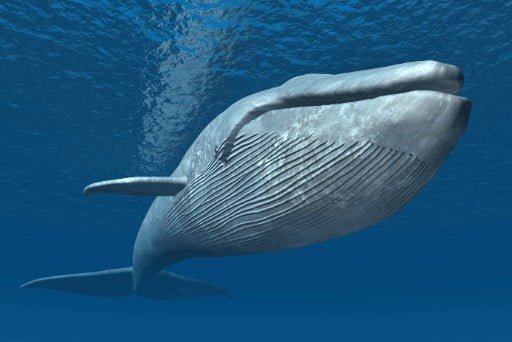 largest living land animal south america
krill blue whales largest bird blue whale's tongue largest living bird animal in the world

