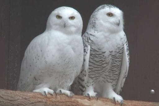 facts of snowy owls