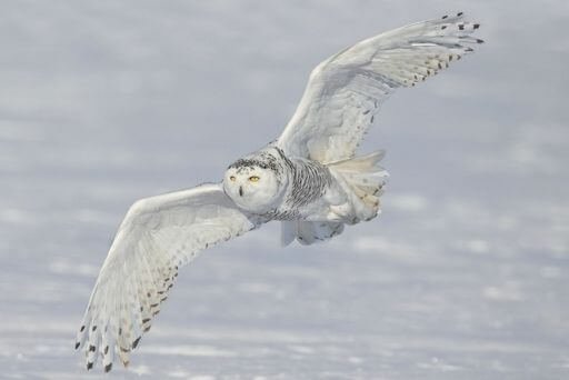 facts of snowy owls