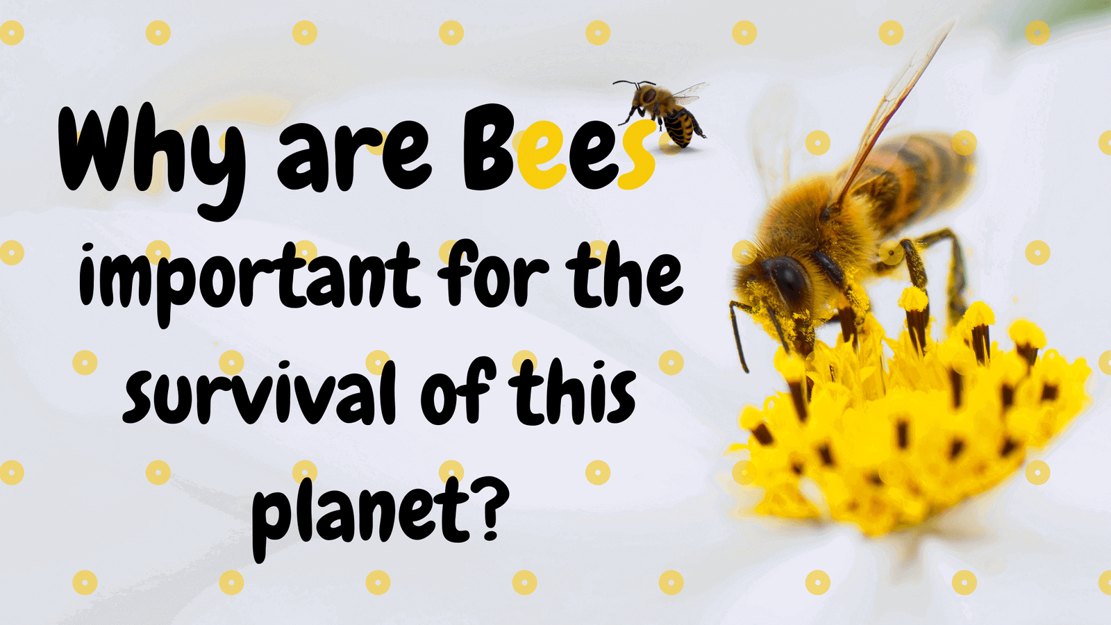 Why Are Bees Important For The Survival Of This Planet? - Proto Animal