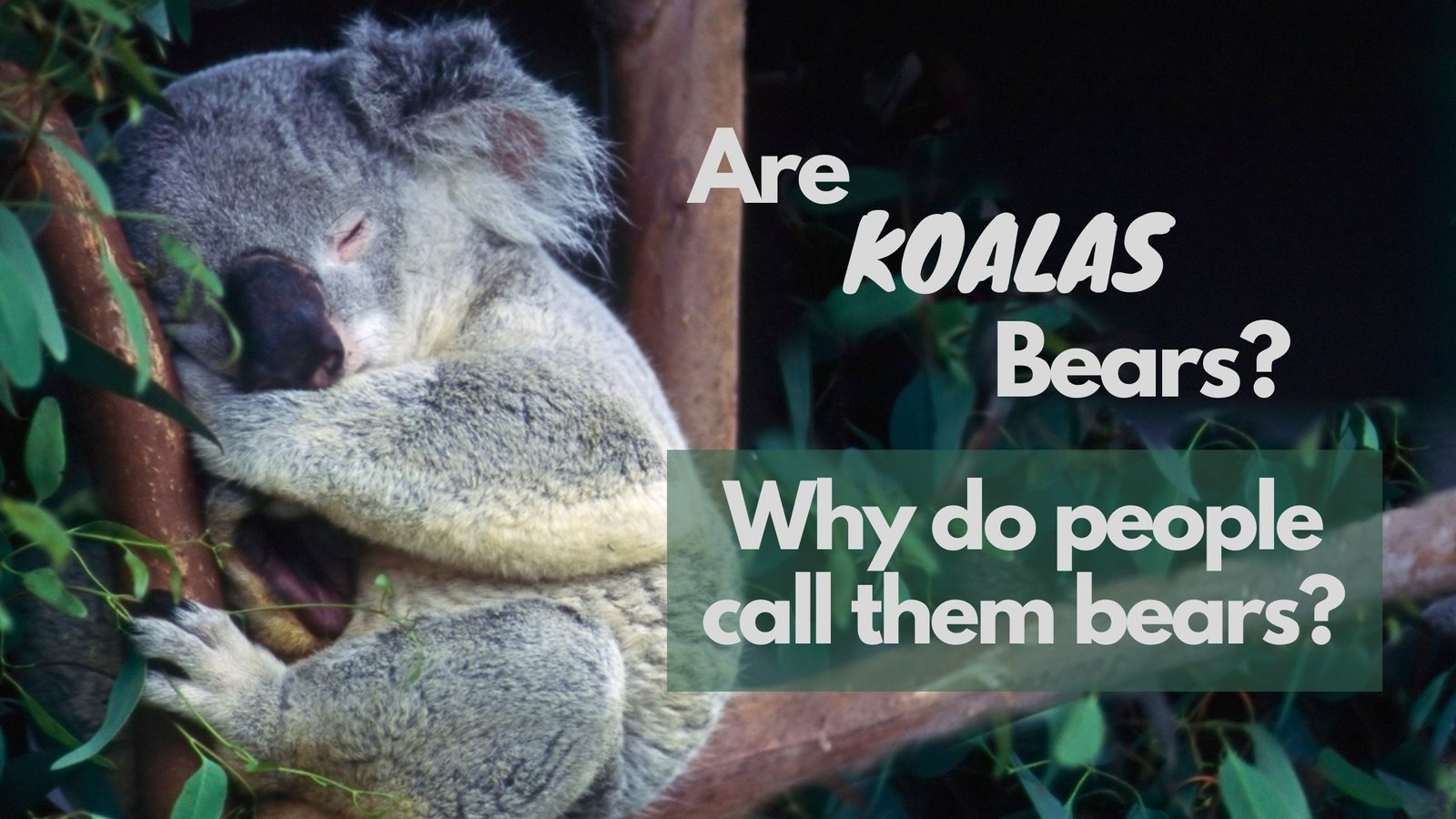Do Koala Bears Have Gonorrhea at Thomas Carroll blog