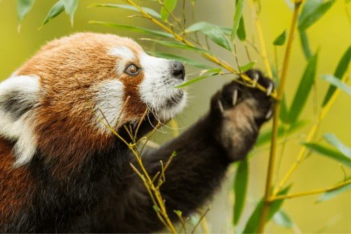 tree branches giant panda, wild red pandas eat, hind legs, red panda conservation, snow leopards, semi retractable claws


