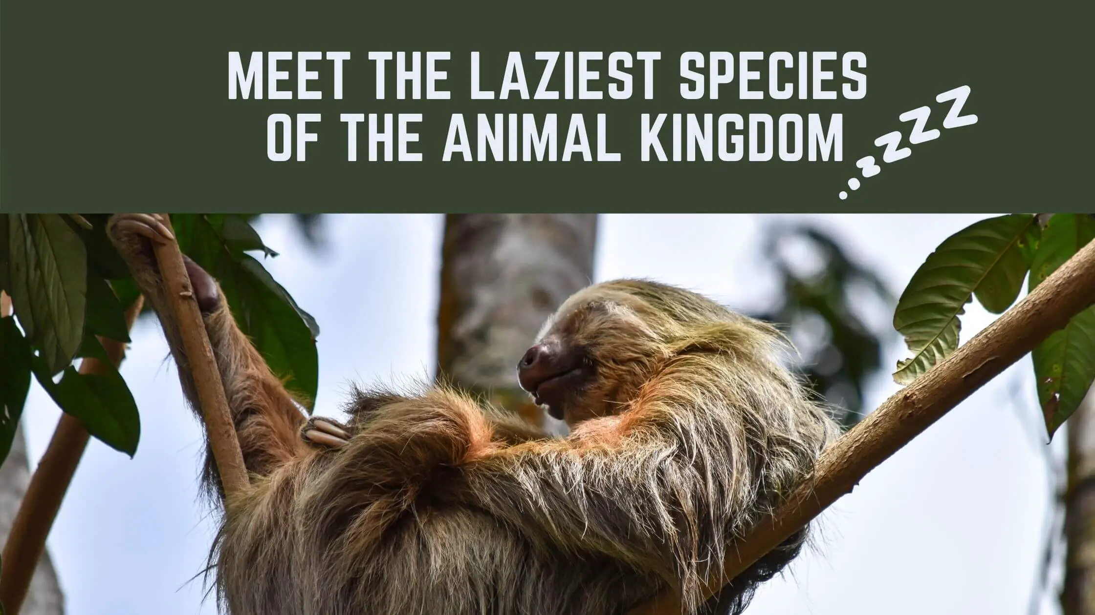 Meet the laziest species of the animal kingdom - Proto Animal