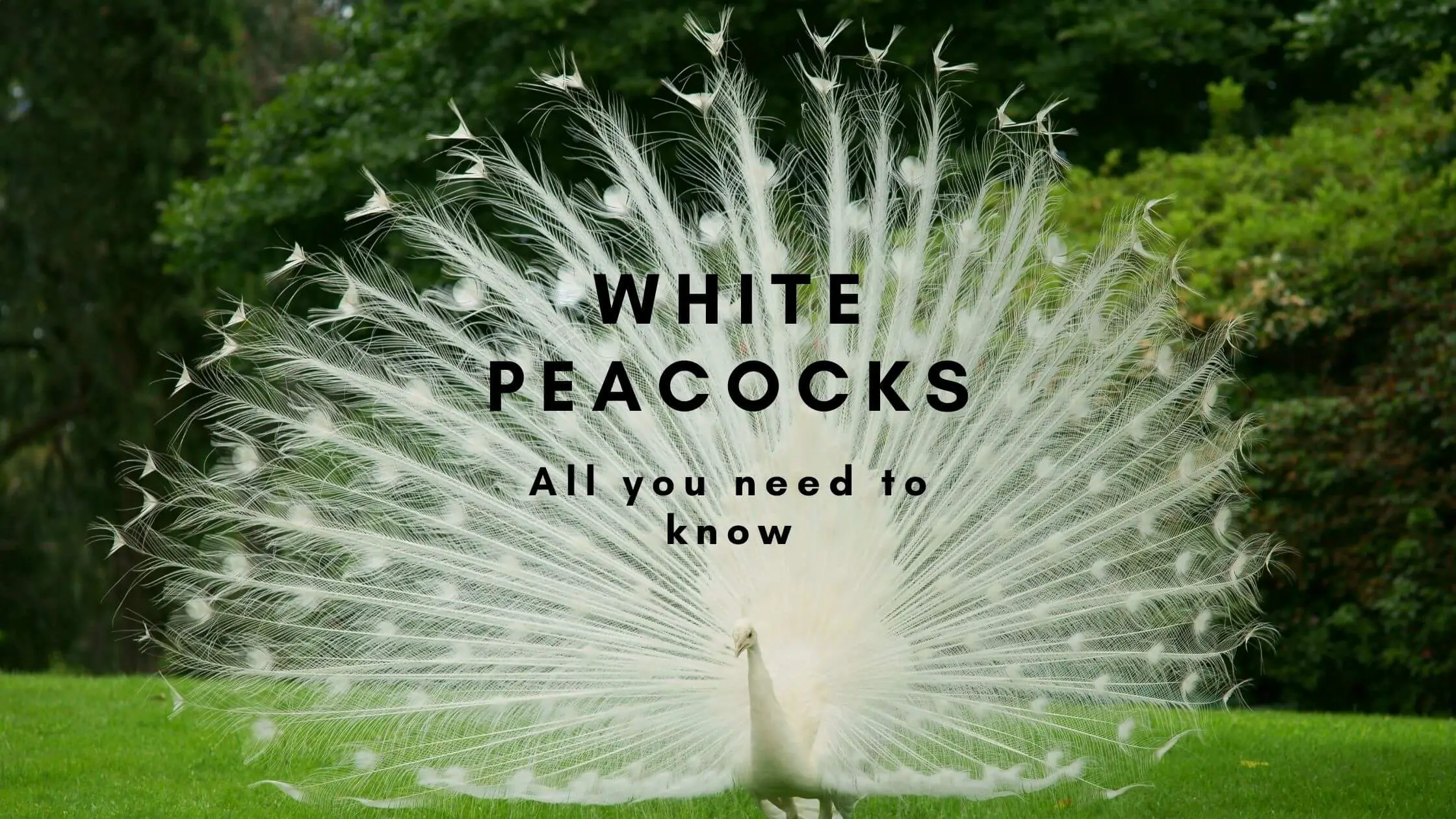 White Peacocks: All you need to know - Proto Animal