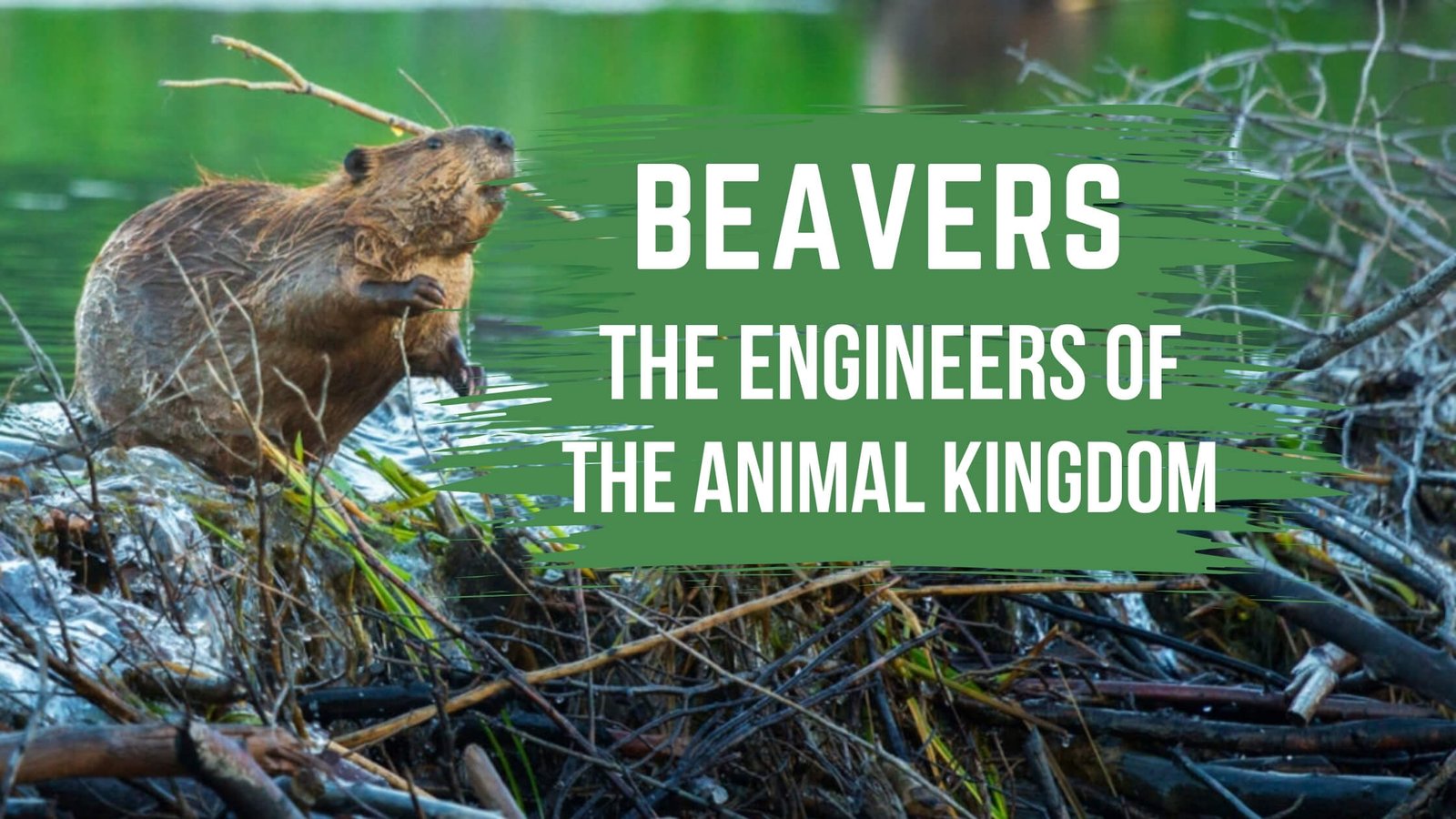 The exciting life of beavers How do they build their homes? Proto Animal