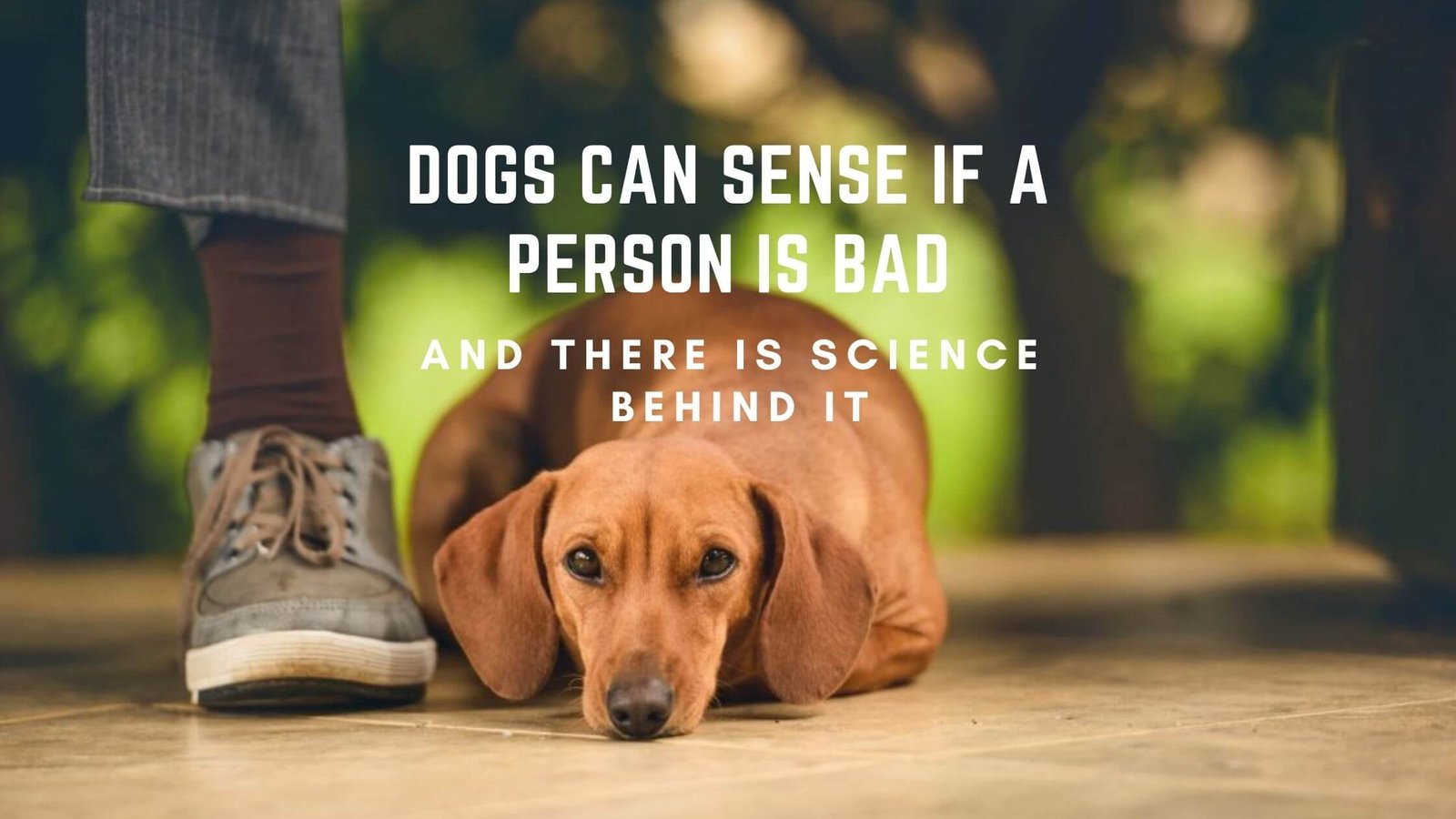 what-is-the-meaning-of-dog-person