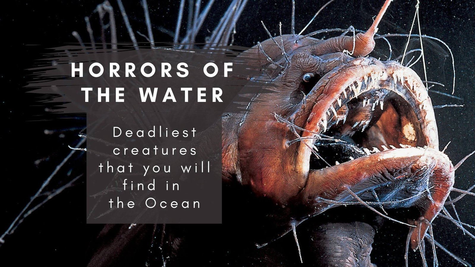 Horrors of the Water: Deadliest creatures that you will find in the