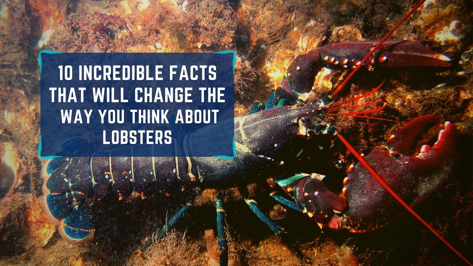 10 Incredible facts that will change the way you think about lobsters