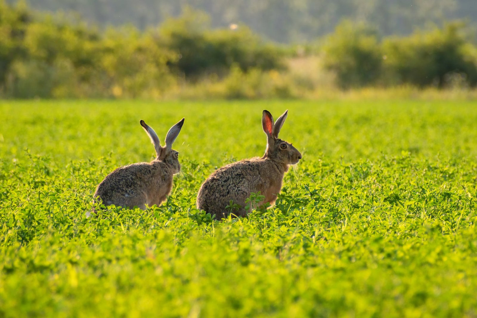 rabbits in green field in nature