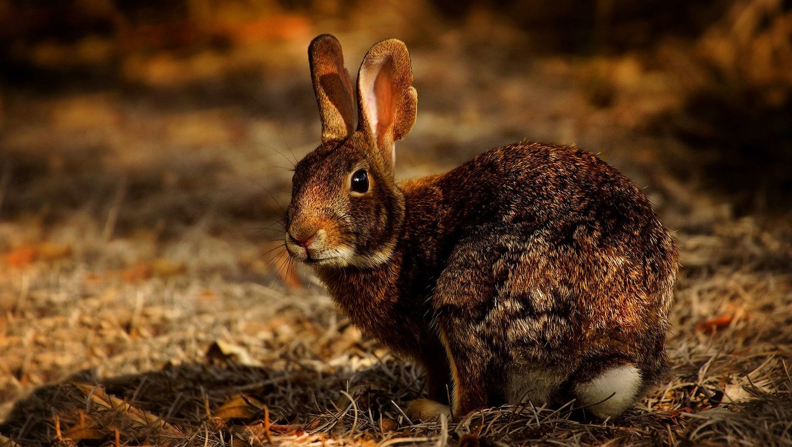 close up photo of rabbit