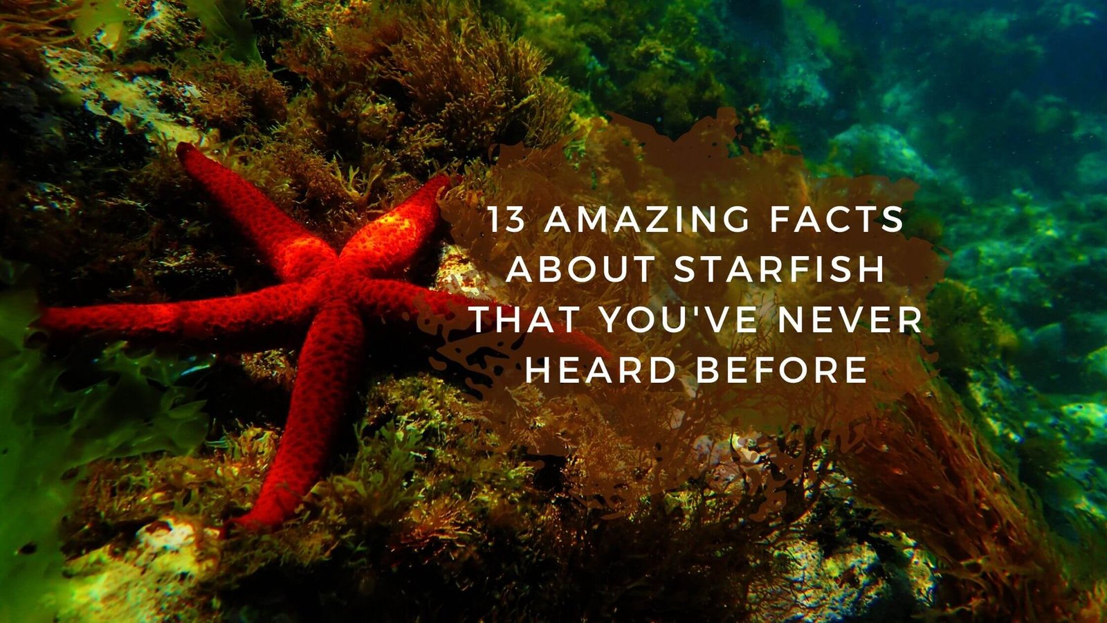 13 Amazing Facts About Starfish That You've Never Heard Before - Proto ...