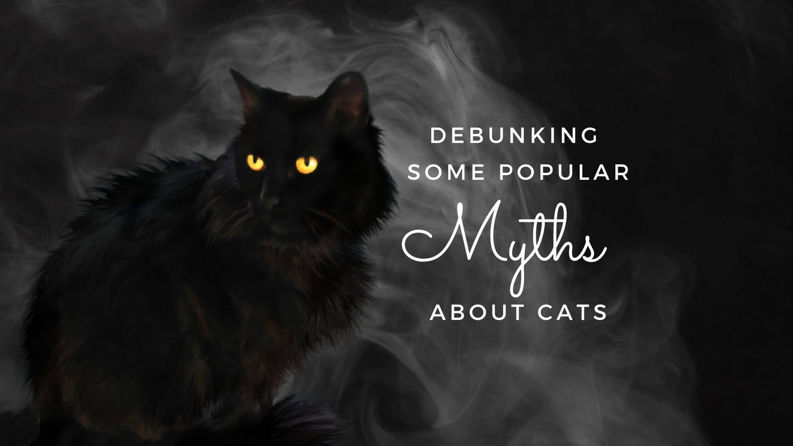 Debunking some popular myths about cats - Proto Animal