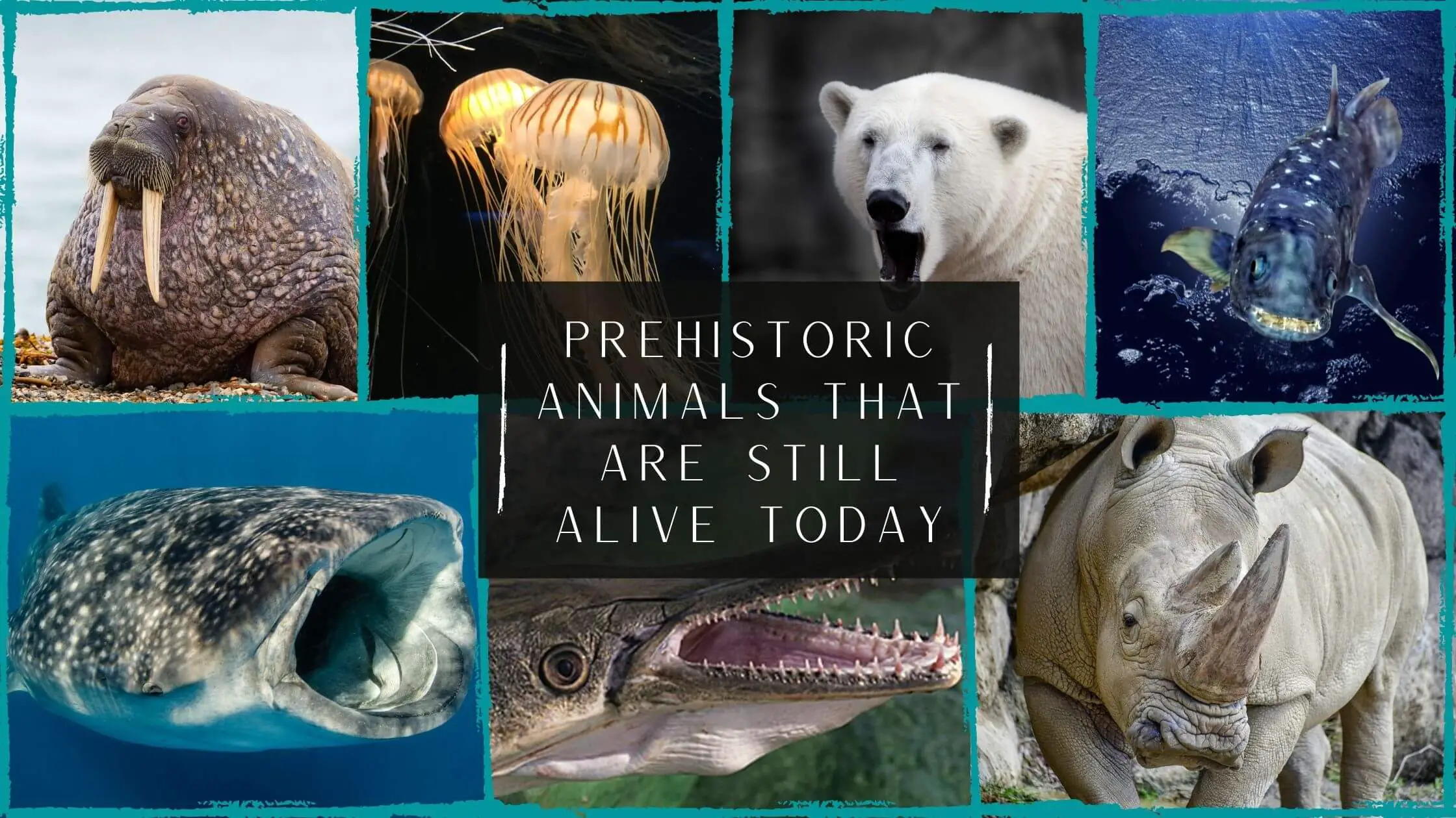 7 Prehistoric animals that are still alive today - Proto Animal
