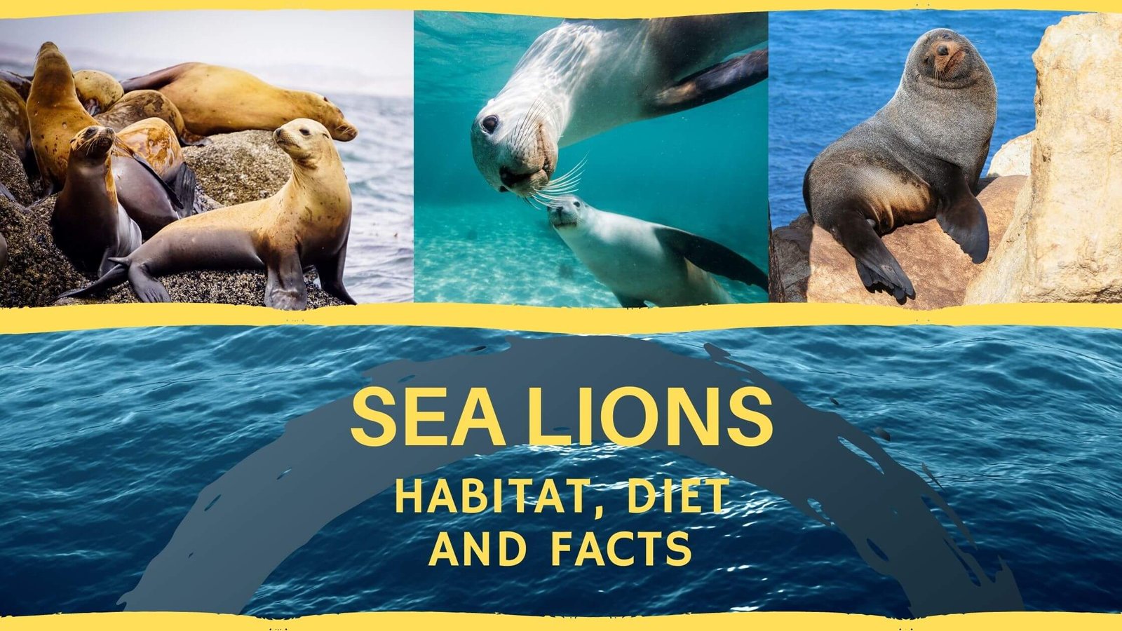 Sea Lions habitat, diet and facts that will make you love them Proto