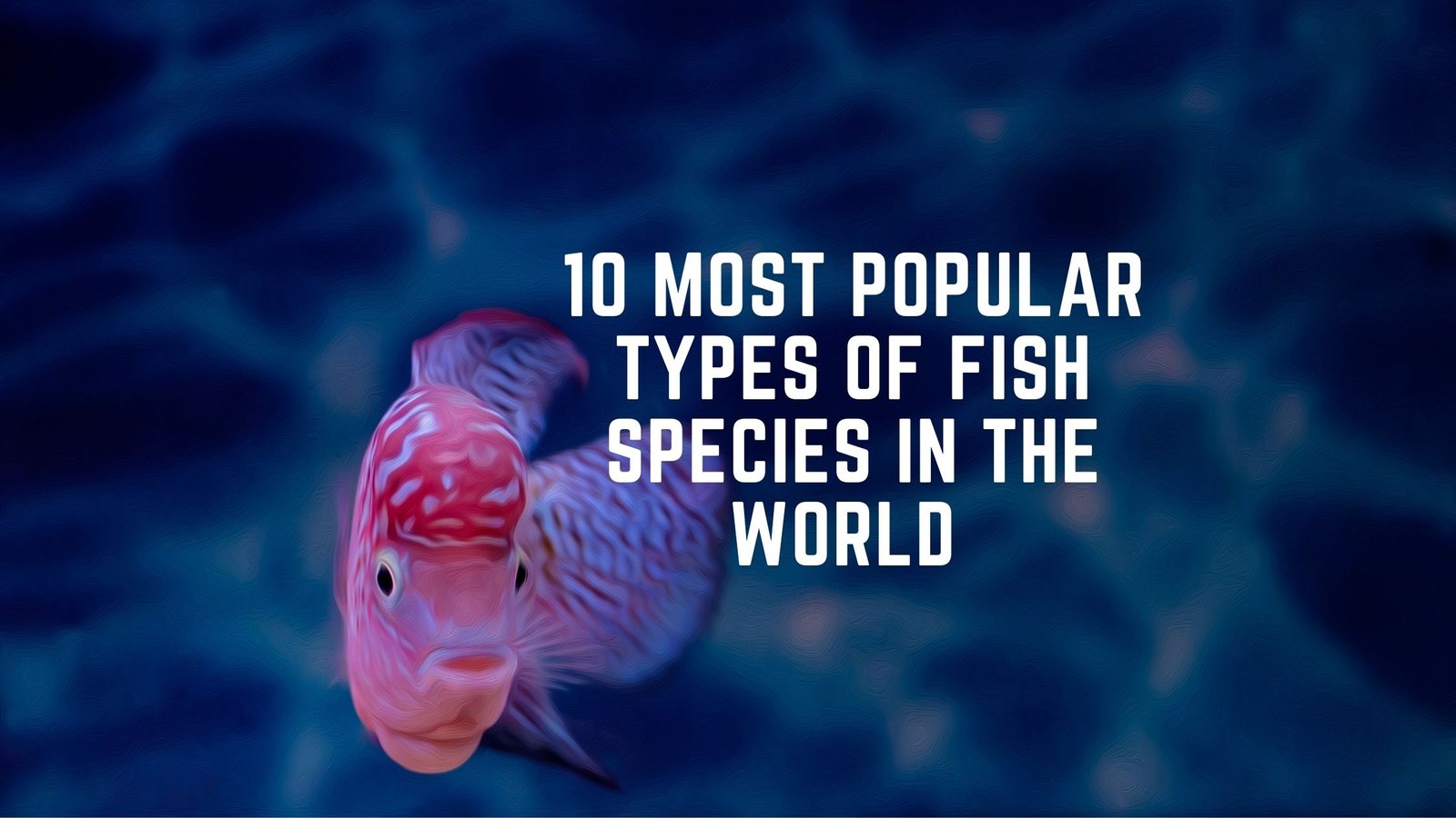 10-most-popular-types-of-fish-species-in-the-world-that-you-should-know-proto-animal