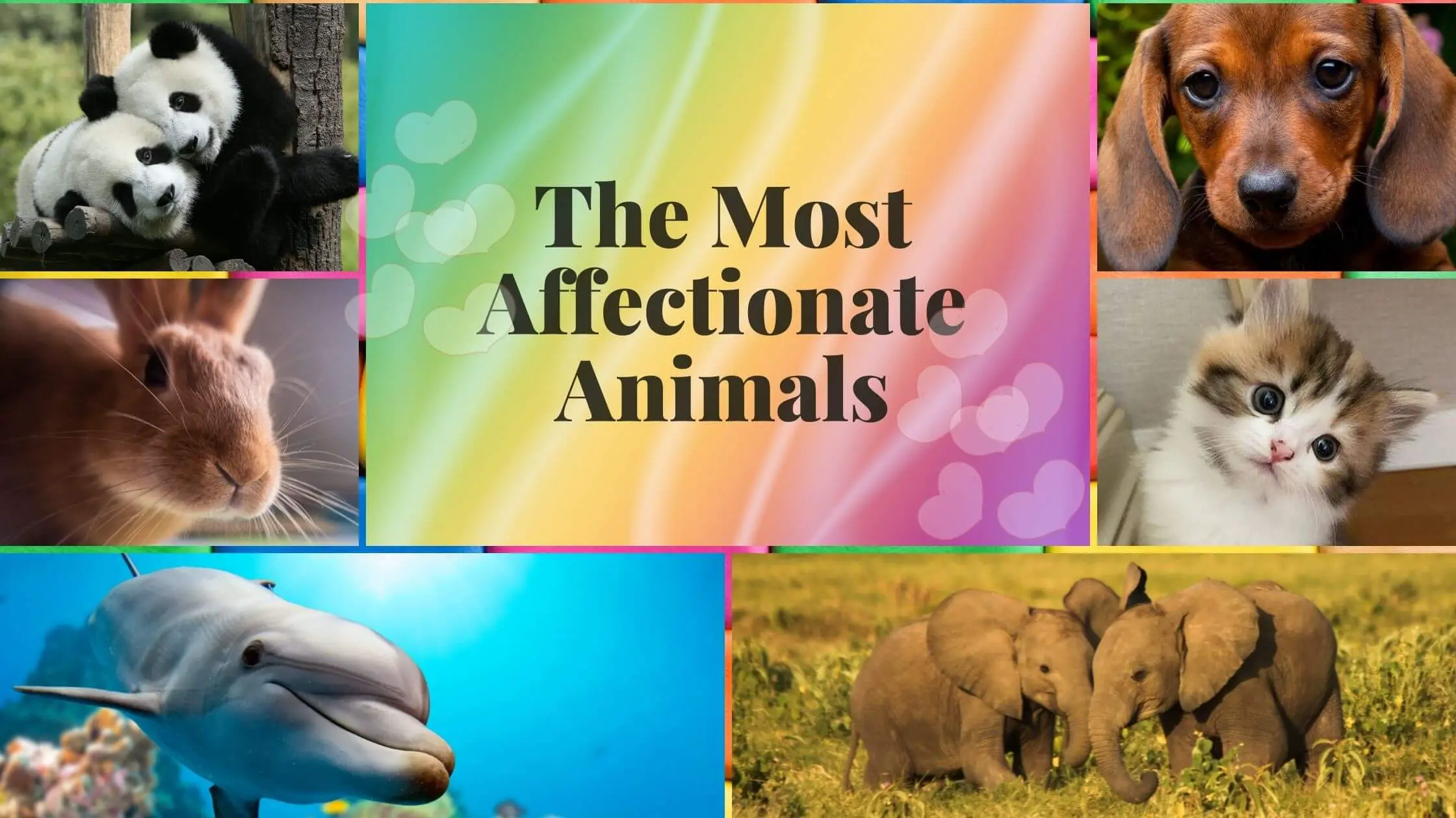 6 Most affectionate animals towards humans - Proto Animal