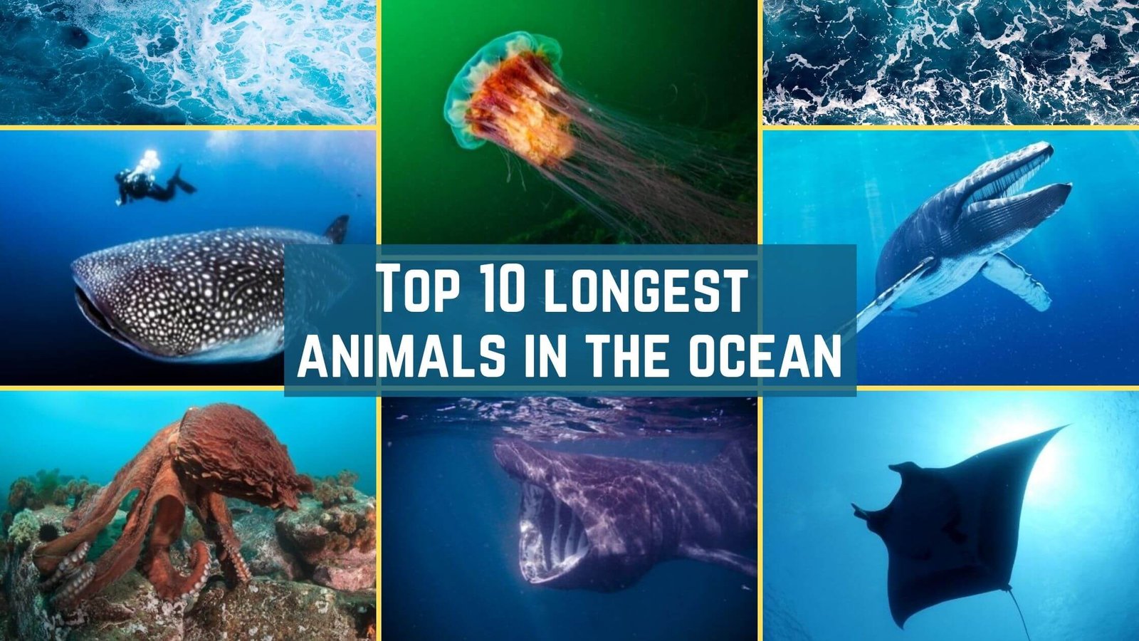 Exploring the marine possessions: Here are the top 10 longest animals ...