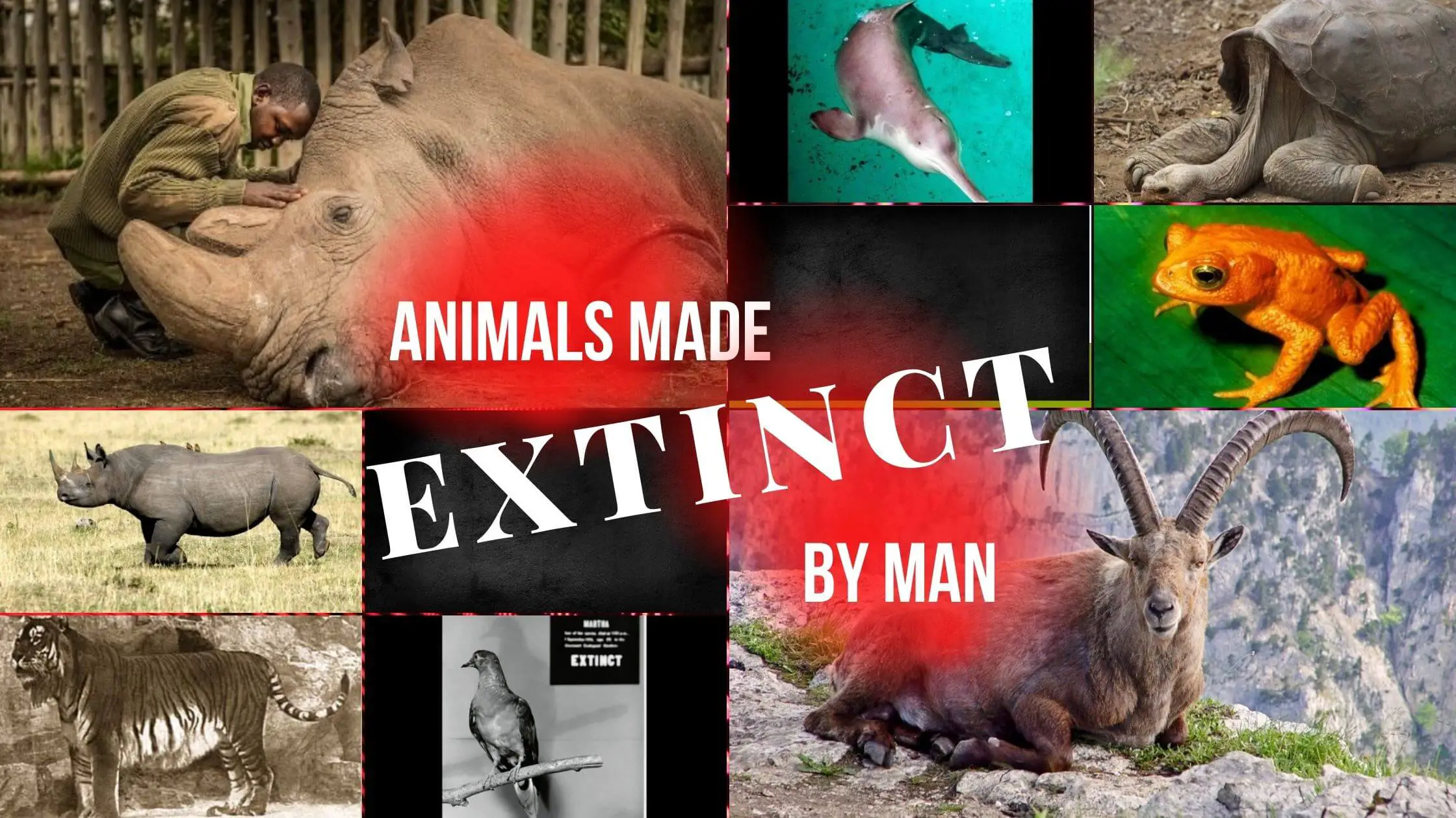 10 Animals made extinct by man in the last century - Proto Animal