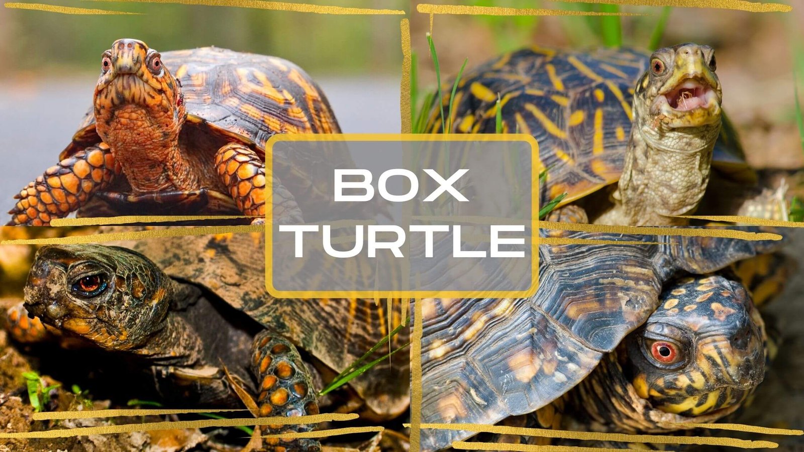 10 Fascinating facts about Box Turtles - Proto Animal