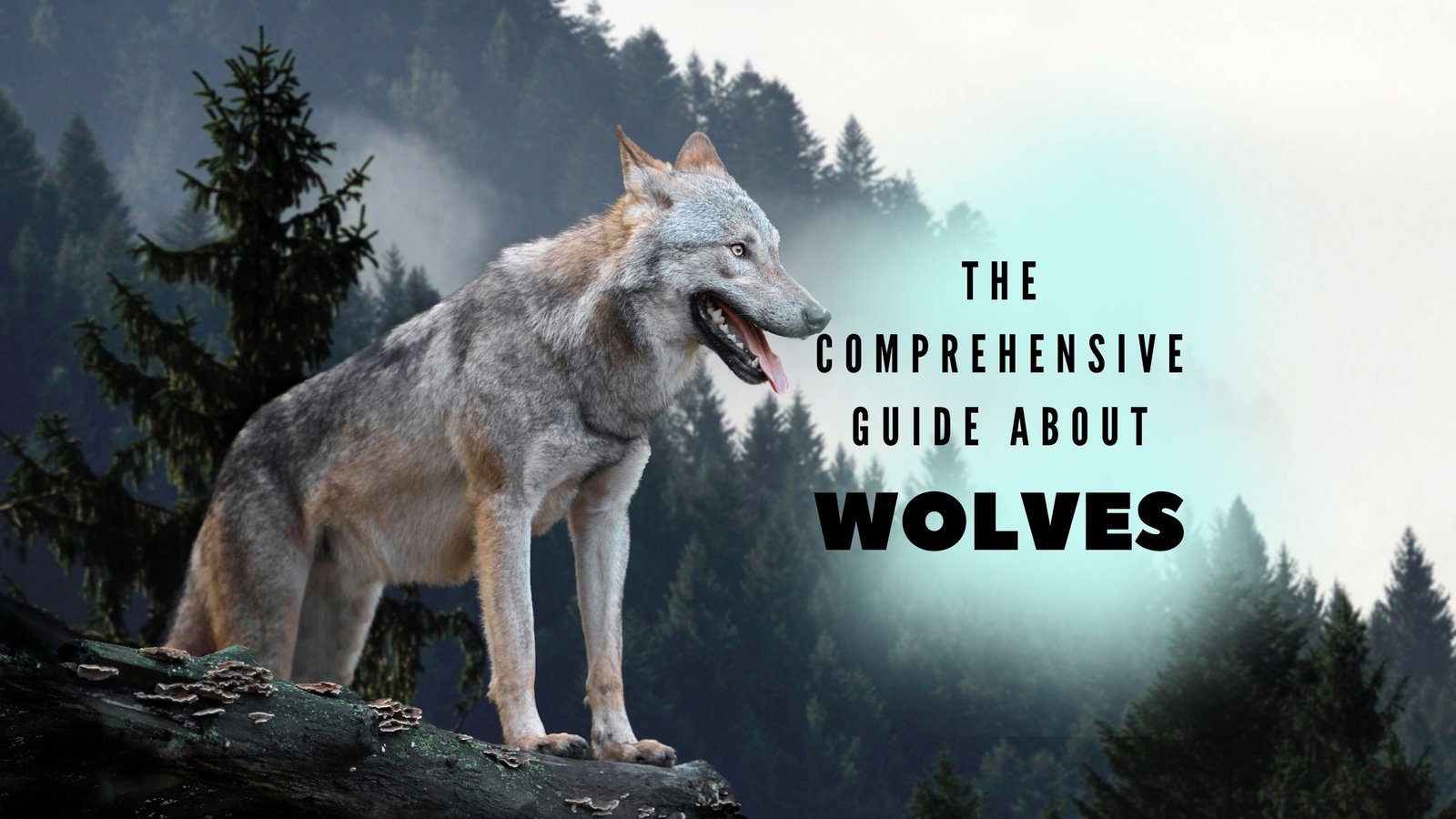 Everything You Need To Know About A Wolf: A Comprehensive Guide - Proto 