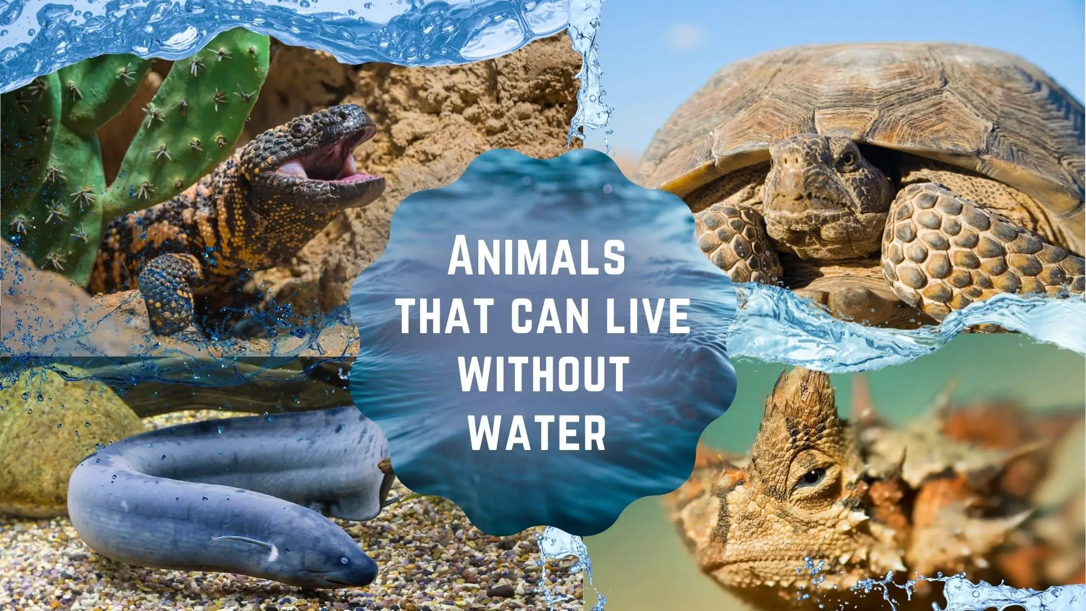 7 Animals that can live without water for years - Proto Animal