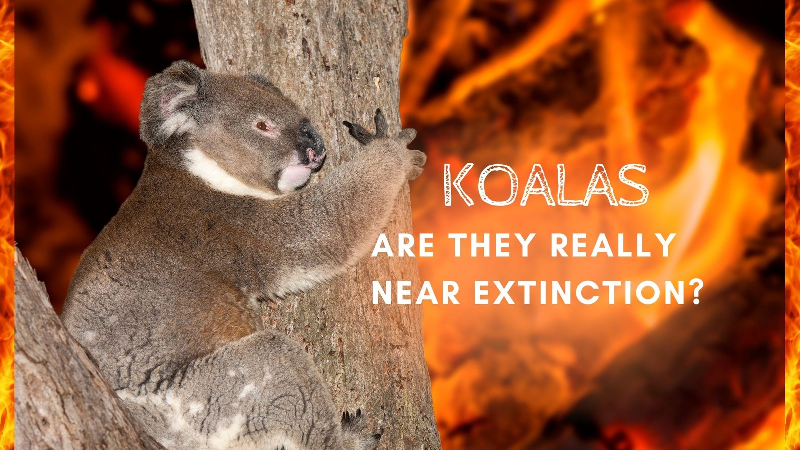 Read some truths and facts about koalas' extinction are they really near extinction? Proto Animal