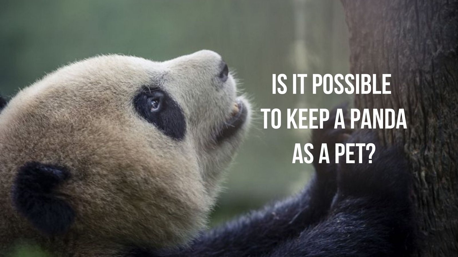 Is It Possible To Keep A Panda As A Pet? - Proto Animal