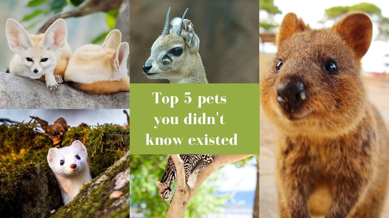 Top 5 pets you didn't know existed Proto Animal