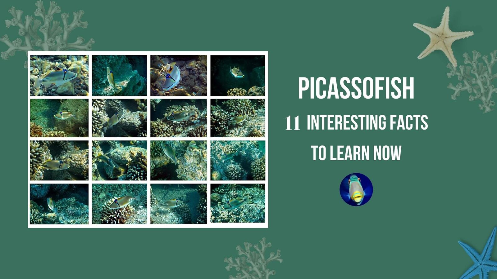 Picasso hotsell triggerfish care