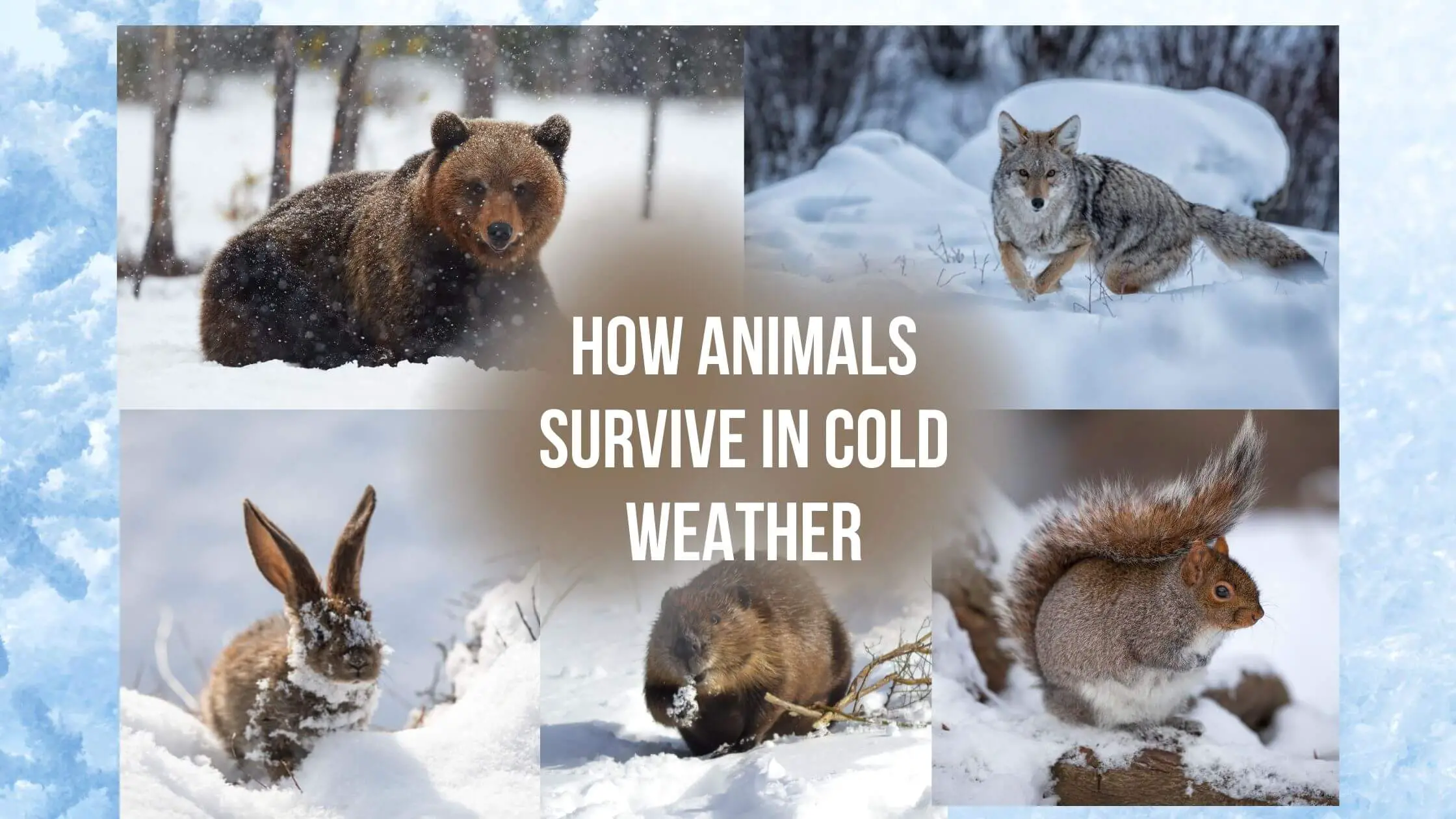 How animals survive in cold weather? - Proto Animal
