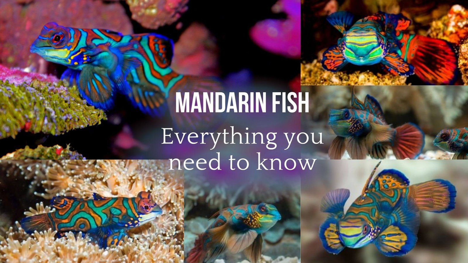 Everything you need to know about Mandarin fish (Callionymidae mandarin ...