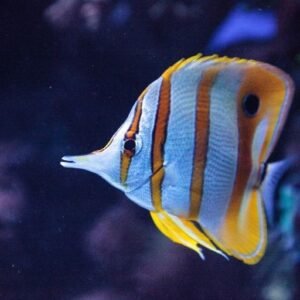 Interesting facts to learn About Butterflyfish (Chelmon Rostratus ...