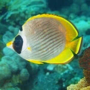 Interesting Facts To Learn About Butterflyfish (chelmon Rostratus 