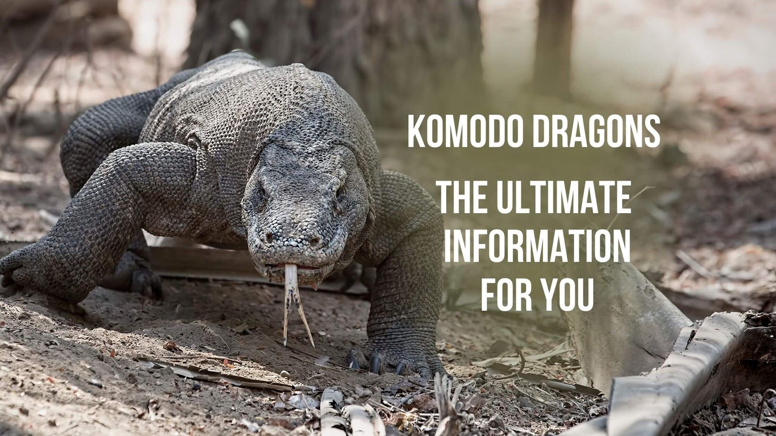 Are komodo dragon endangered? Proto Animal