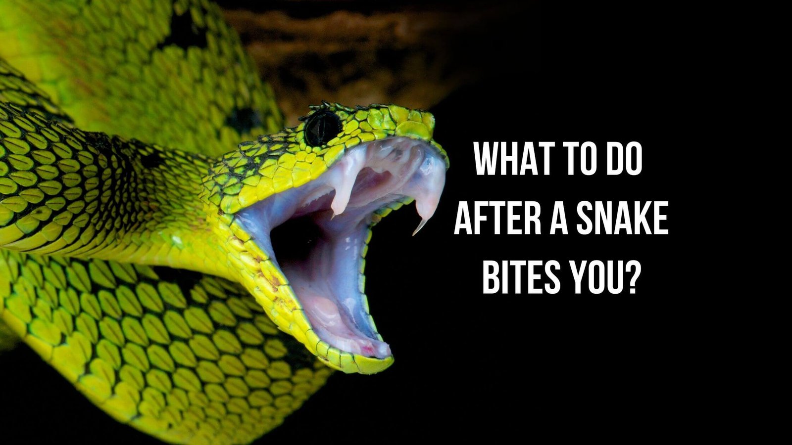 What to do after a snake bites you? - Proto Animal