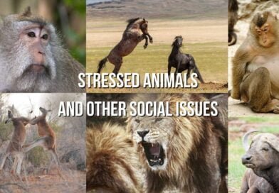 stressed animals