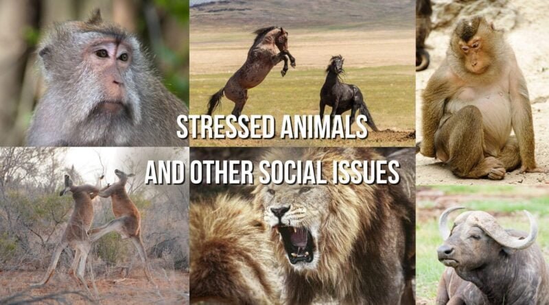 stressed animals
