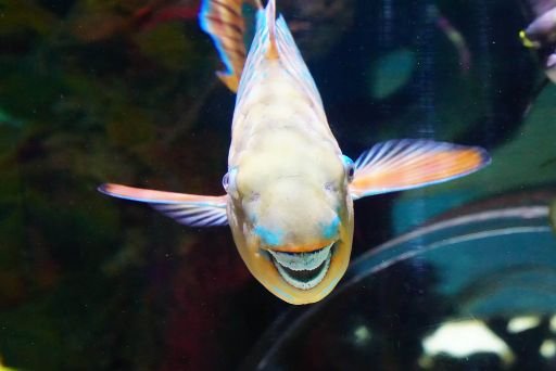 facts about Parrotfish