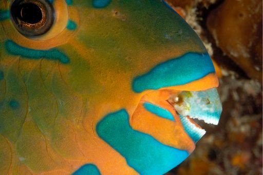 facts about Parrotfish
