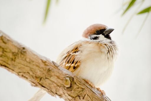 Facts about the House Sparrow