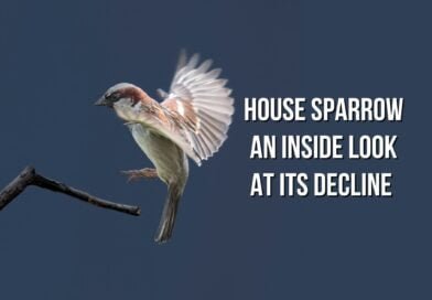 facts about the house sparrow